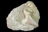 Otodus Shark Tooth Fossil in Rock - Eocene #135846-1